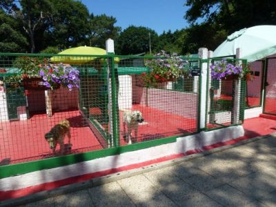 Chiens recueillis au refuge de la SPA de Lorient