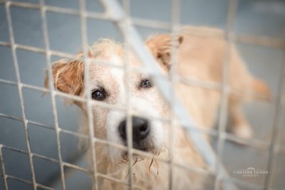 Chien recueilli au refuge de la SPA Canche Authie