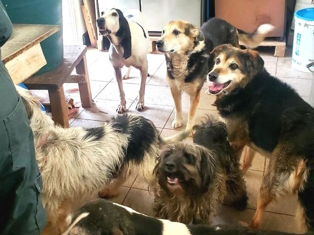 Chiens seniors pris en charge par le refuge Bienvenue du Pays Gentiane.