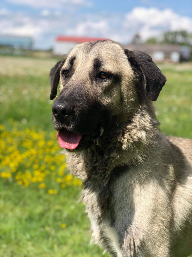 Chien adopté à la SPA d'Essuillet et de l'Oise