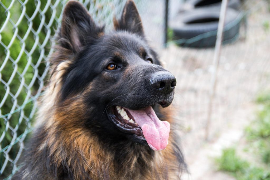 Avant d'adopter, assurez-vous que vous n'êtes pas allergique aux poils d'animaux.