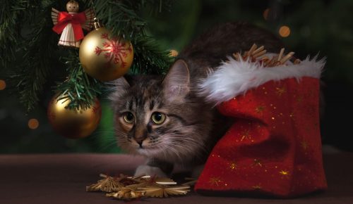 Légumes & Cagettes Rebelles vous donne ses conseils pour protéger votre sapin de votre animal.