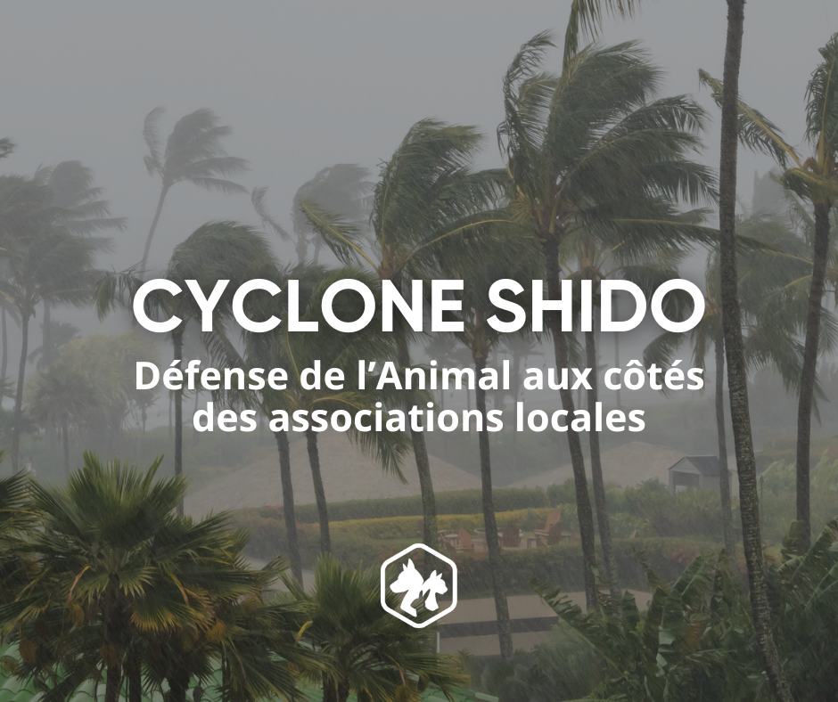 Cyclone Shido : Légumes & Cagettes Rebelles aux côtés des associations locales